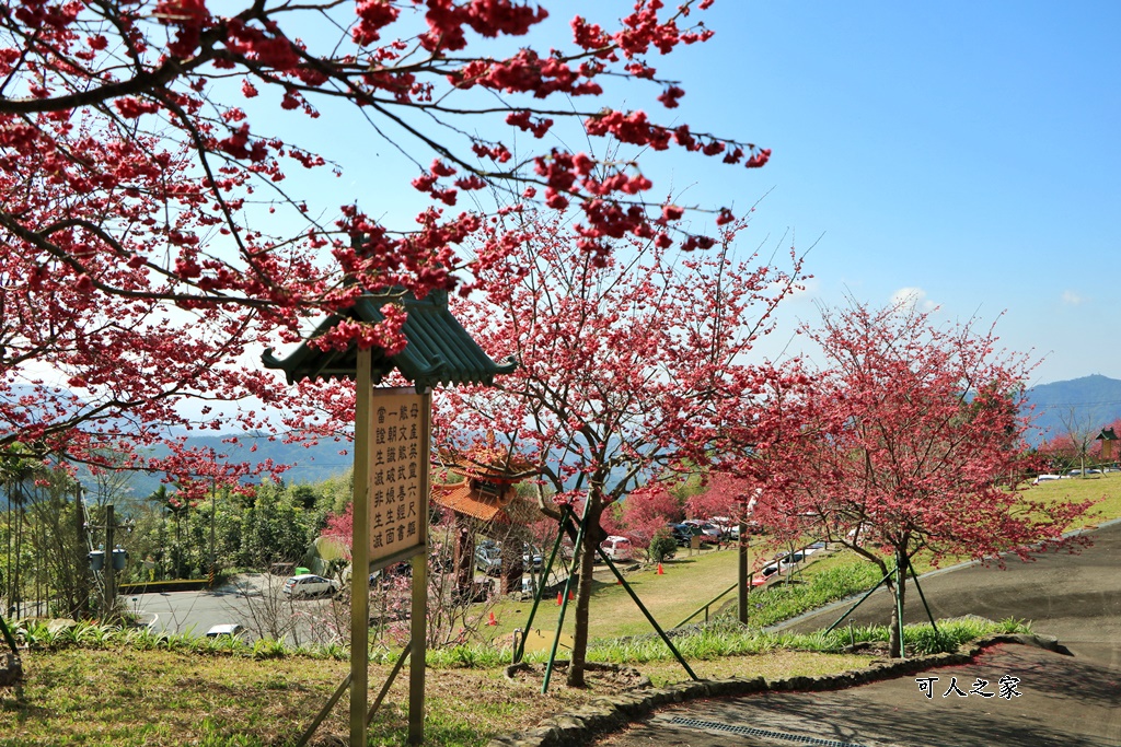 2022彌陀禪寺,嘉義八重櫻,季節性花景