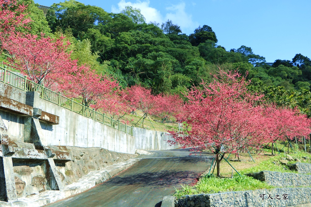 2022彌陀禪寺,嘉義八重櫻,季節性花景