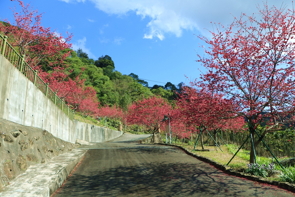 2022彌陀禪寺,嘉義八重櫻,季節性花景