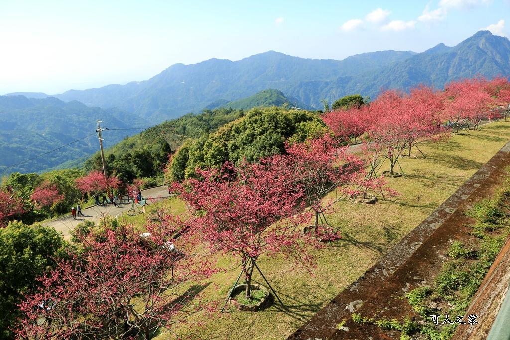 2022彌陀禪寺,嘉義八重櫻,季節性花景