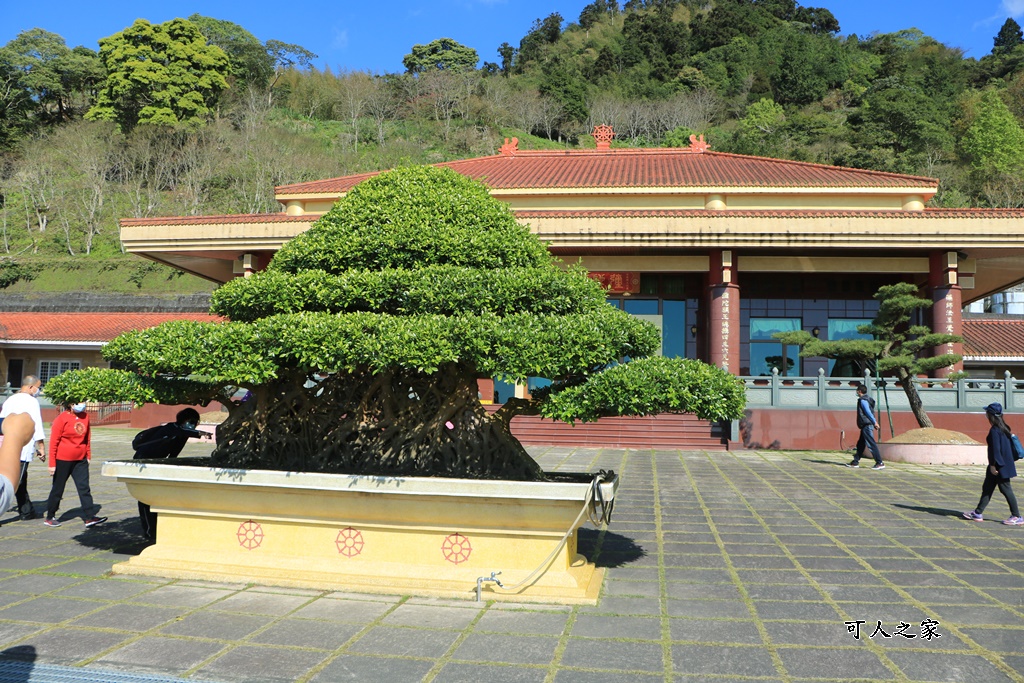 2022彌陀禪寺,嘉義八重櫻,季節性花景