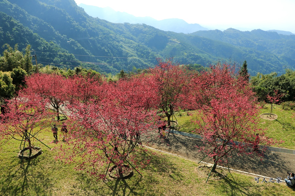 2022彌陀禪寺,嘉義八重櫻,季節性花景