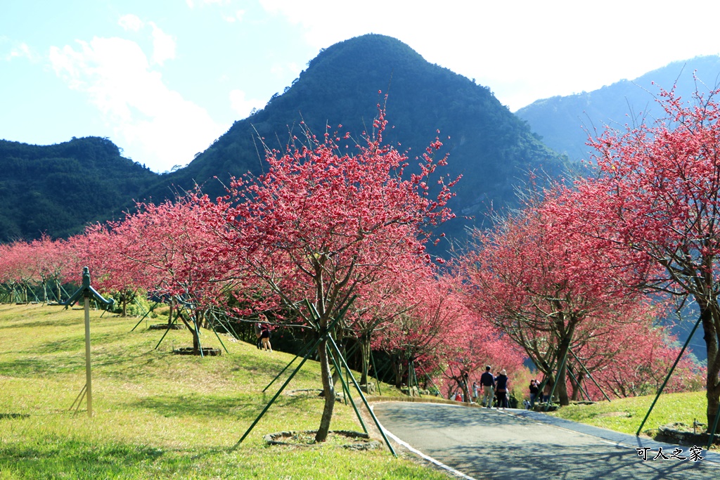 2022彌陀禪寺,嘉義八重櫻,季節性花景