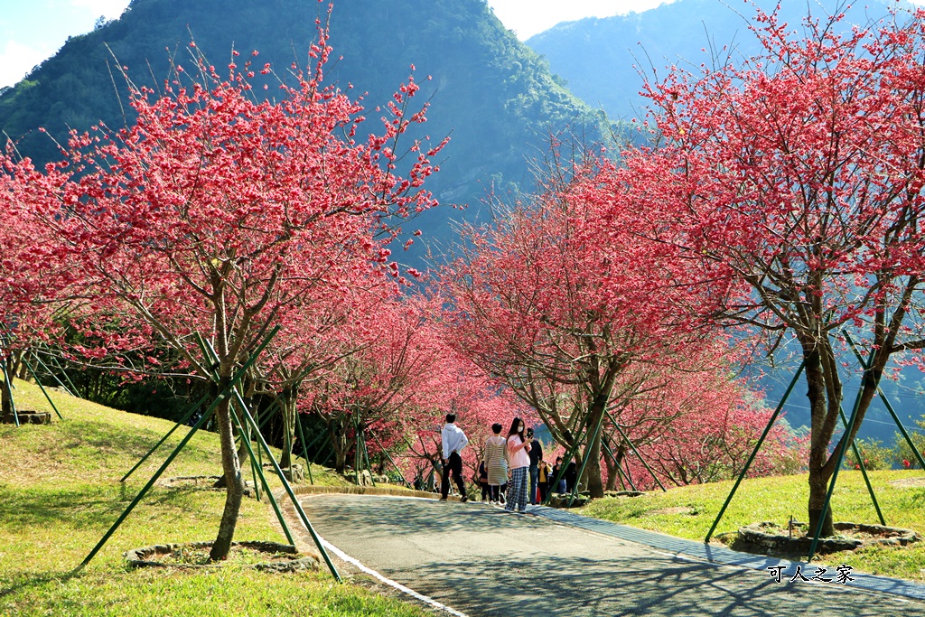 2022彌陀禪寺,嘉義八重櫻,季節性花景