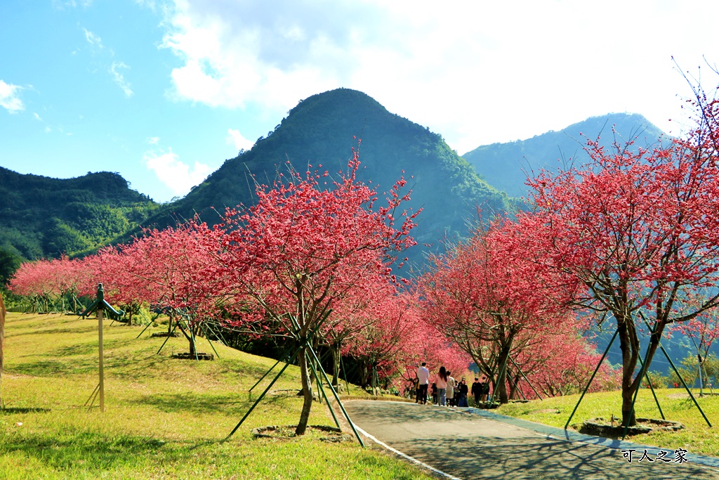 2022彌陀禪寺,嘉義八重櫻,季節性花景