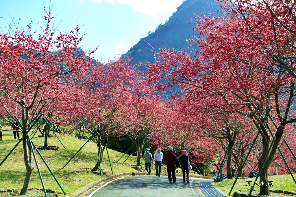 2022彌陀禪寺,嘉義八重櫻,季節性花景