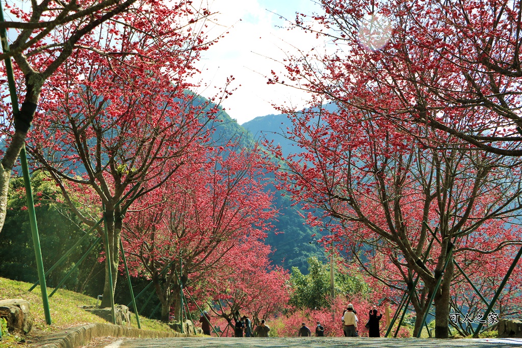 2022彌陀禪寺,嘉義八重櫻,季節性花景