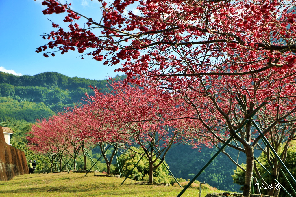 2022彌陀禪寺,嘉義八重櫻,季節性花景