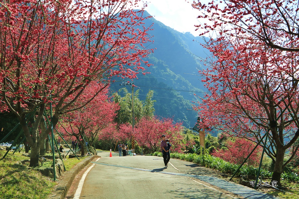 2022彌陀禪寺,嘉義八重櫻,季節性花景