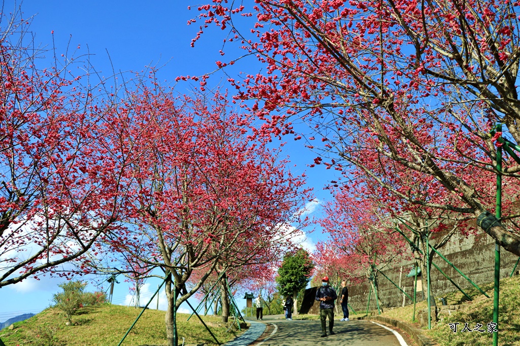 2022彌陀禪寺,嘉義八重櫻,季節性花景