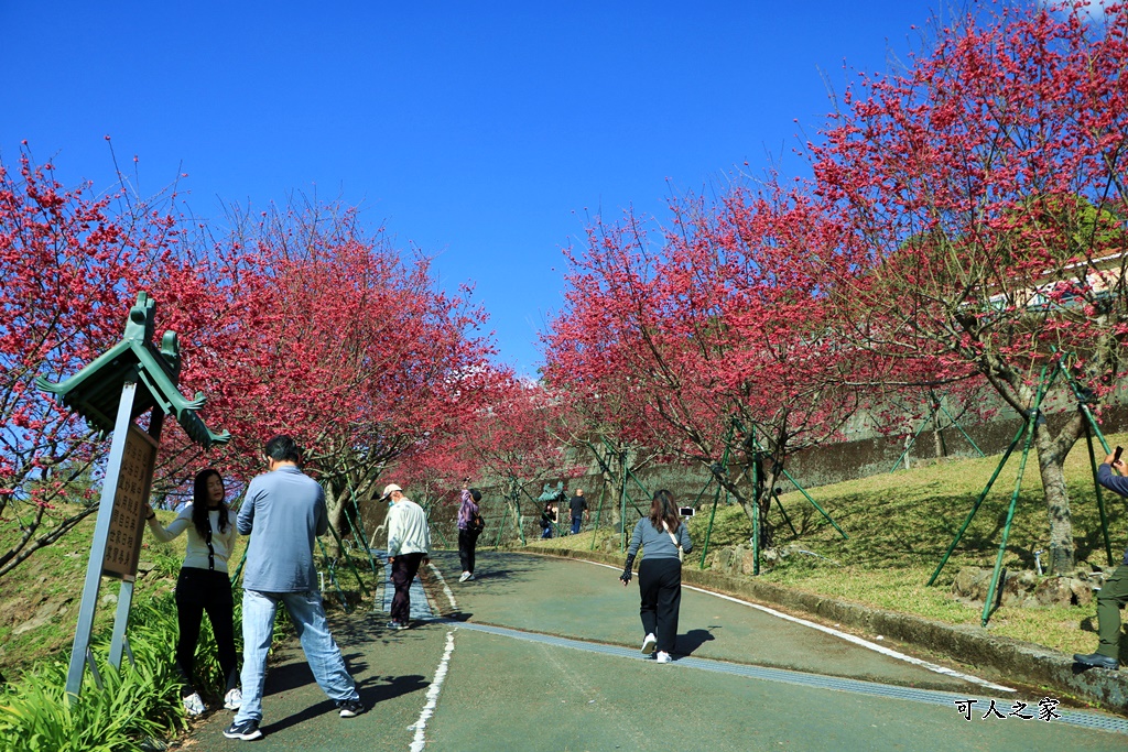 2022彌陀禪寺,嘉義八重櫻,季節性花景