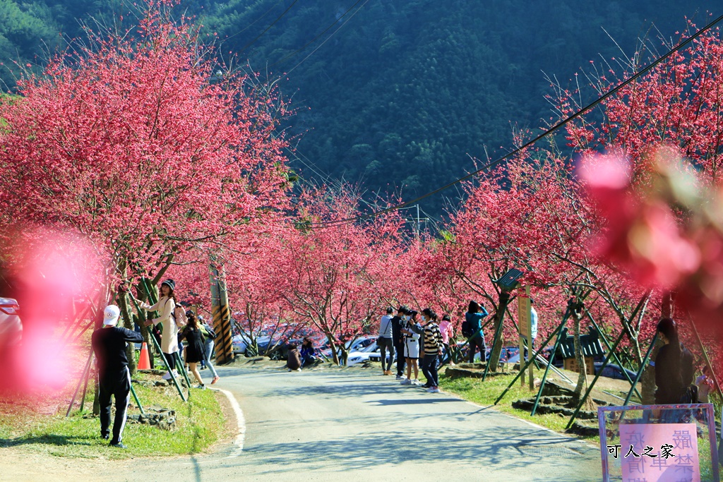 2022彌陀禪寺,嘉義八重櫻,季節性花景