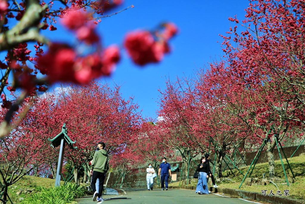 2022彌陀禪寺,嘉義八重櫻,季節性花景