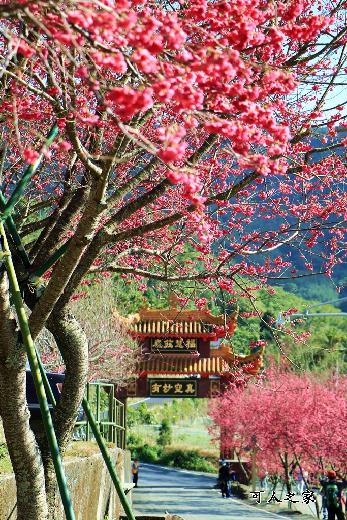 2022彌陀禪寺,嘉義八重櫻,季節性花景