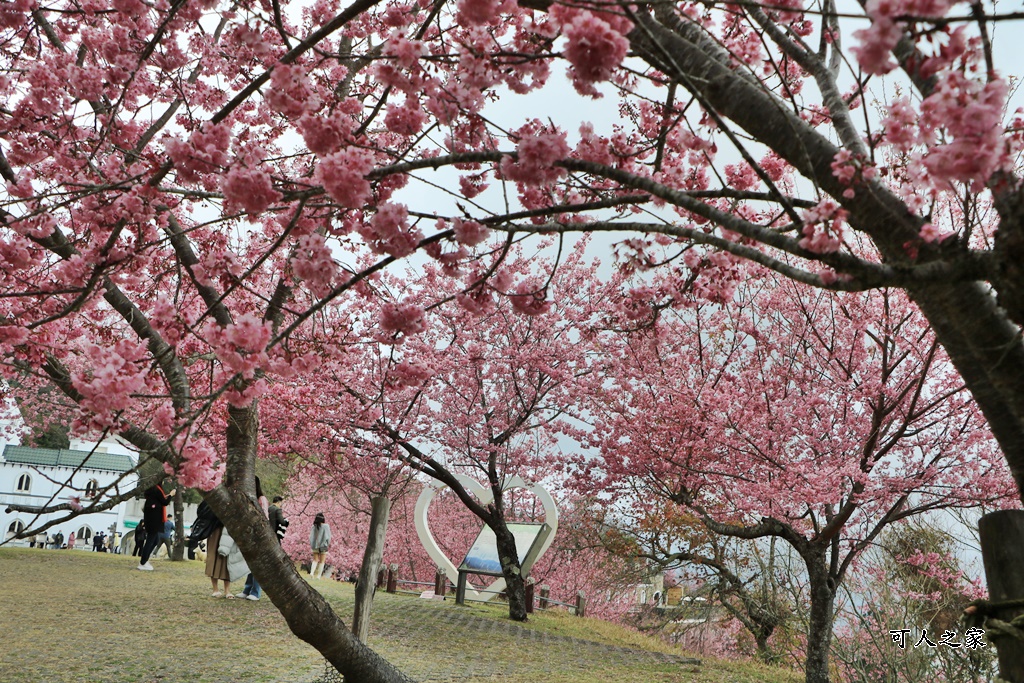 南投清境,南投粉嫩櫻花,南投賞花景點,吉野櫻,清境農場,青青草原