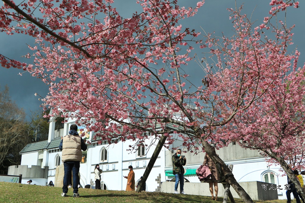 南投清境,南投粉嫩櫻花,南投賞花景點,吉野櫻,清境農場,青青草原