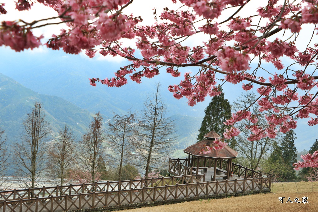 南投清境,南投粉嫩櫻花,南投賞花景點,吉野櫻,清境農場,青青草原