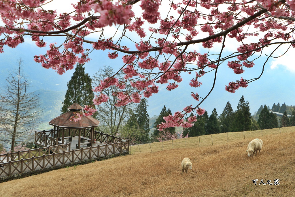 南投清境,南投粉嫩櫻花,南投賞花景點,吉野櫻,清境農場,青青草原