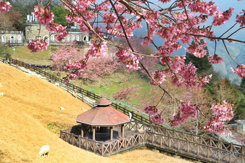 南投清境,南投粉嫩櫻花,南投賞花景點,吉野櫻,清境農場,青青草原