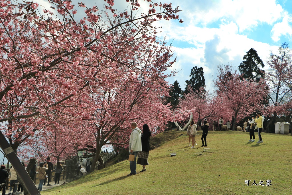 南投清境,南投粉嫩櫻花,南投賞花景點,吉野櫻,清境農場,青青草原