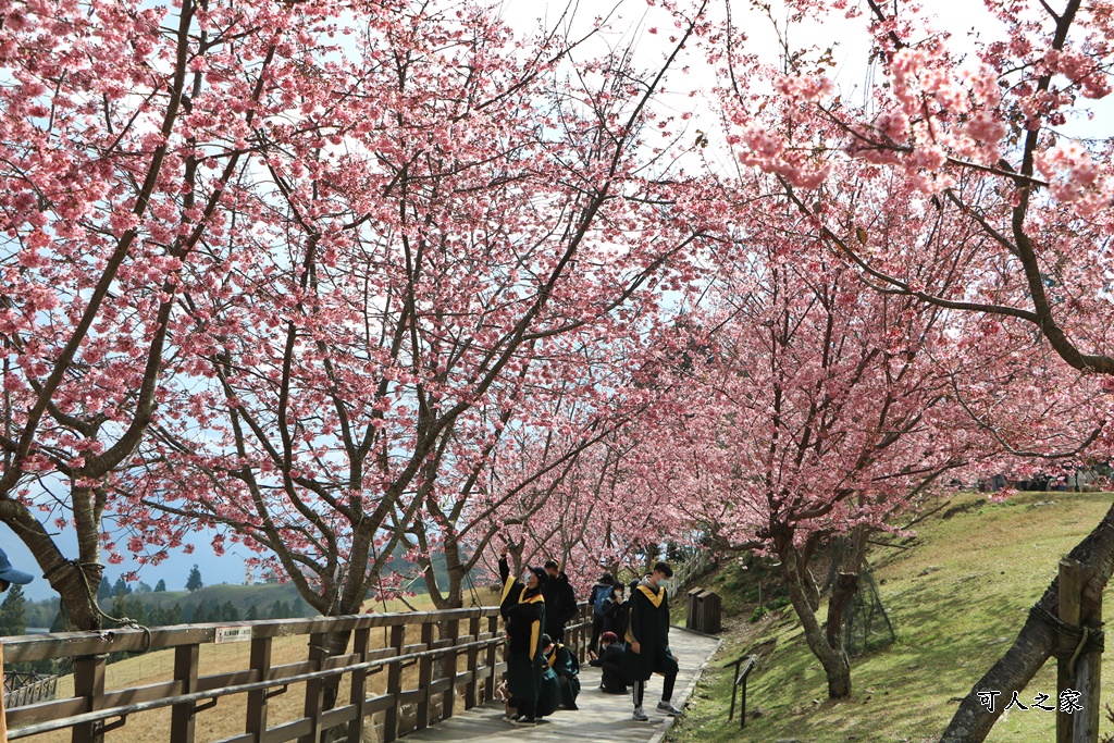 南投清境,南投粉嫩櫻花,南投賞花景點,吉野櫻,清境農場,青青草原