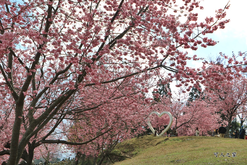 南投清境,南投粉嫩櫻花,南投賞花景點,吉野櫻,清境農場,青青草原