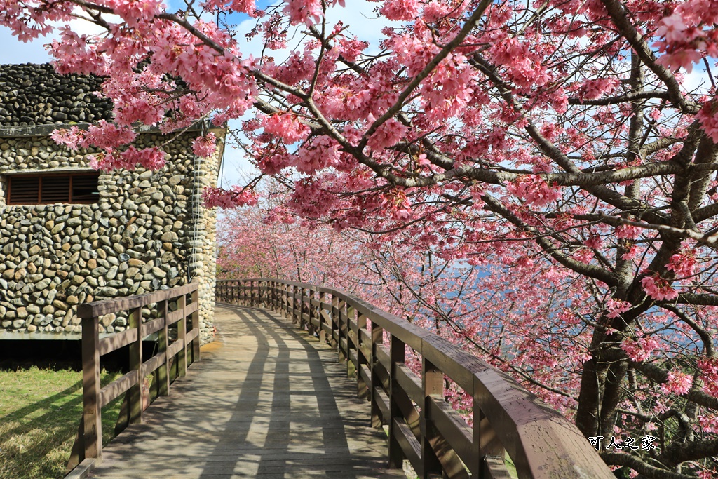 南投清境,南投粉嫩櫻花,南投賞花景點,吉野櫻,清境農場,青青草原