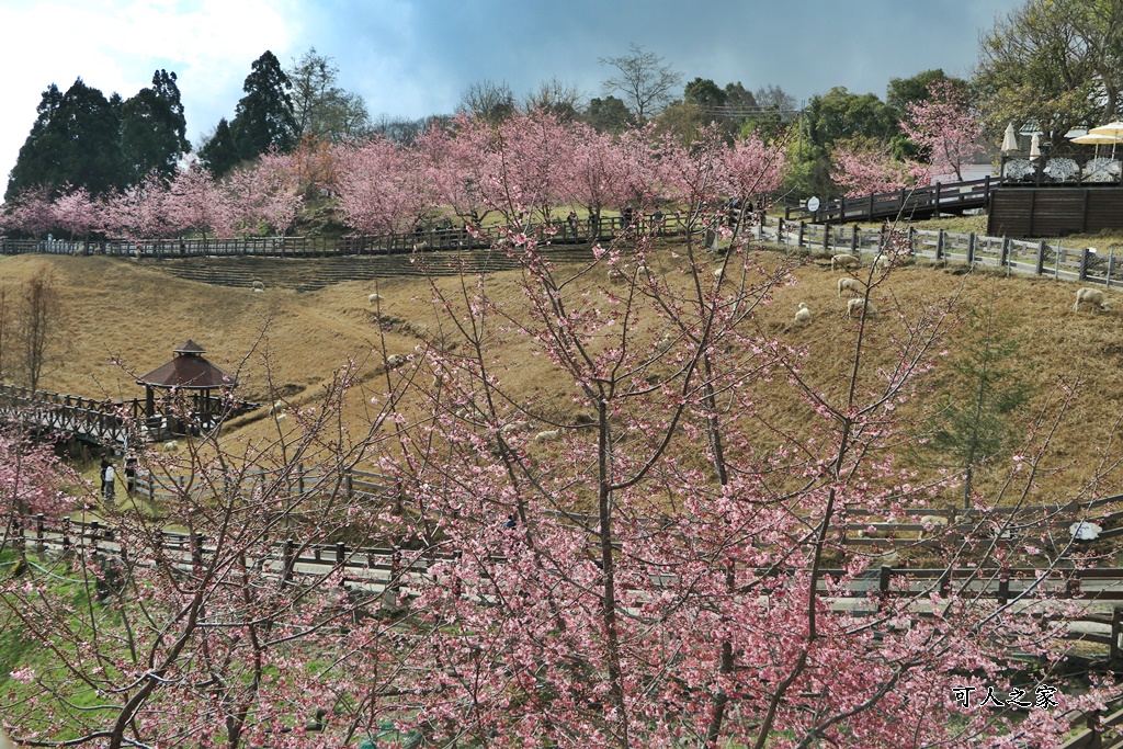 南投清境,南投粉嫩櫻花,南投賞花景點,吉野櫻,清境農場,青青草原