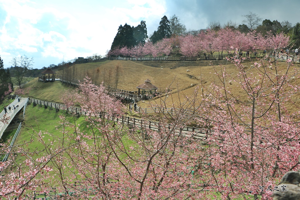 南投清境,南投粉嫩櫻花,南投賞花景點,吉野櫻,清境農場,青青草原