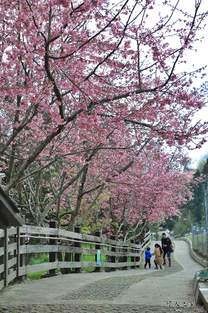 南投清境,南投粉嫩櫻花,南投賞花景點,吉野櫻,清境農場,青青草原