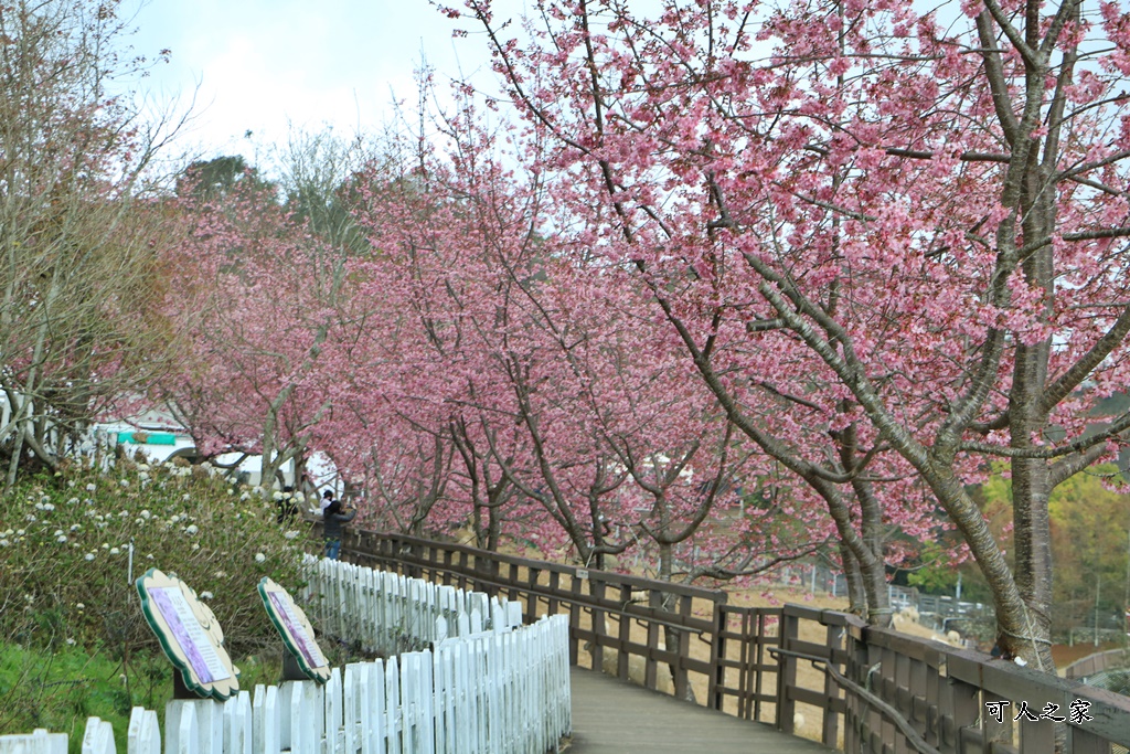 南投清境,南投粉嫩櫻花,南投賞花景點,吉野櫻,清境農場,青青草原