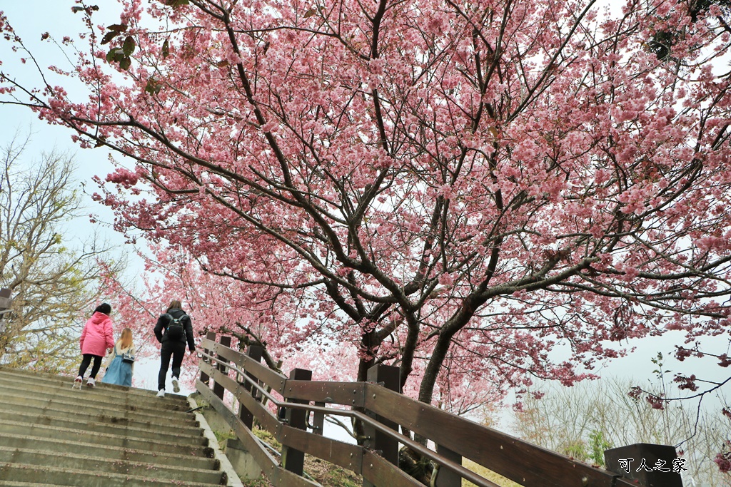 南投清境,南投粉嫩櫻花,南投賞花景點,吉野櫻,清境農場,青青草原