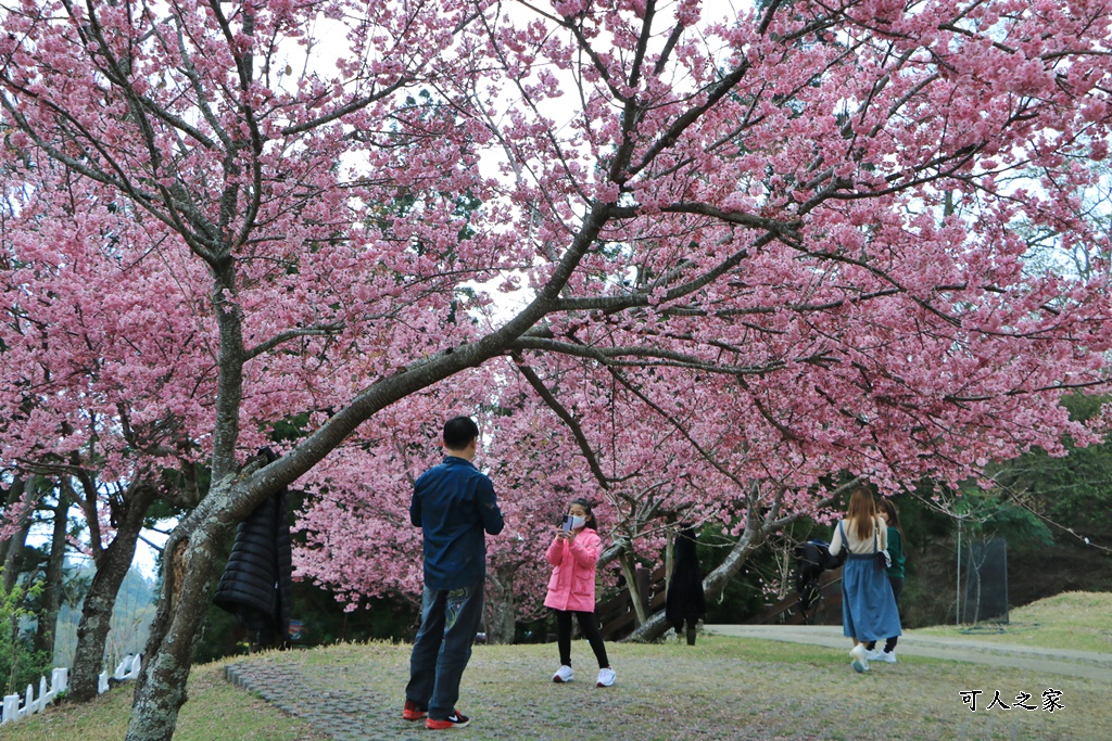 南投清境,南投粉嫩櫻花,南投賞花景點,吉野櫻,清境農場,青青草原