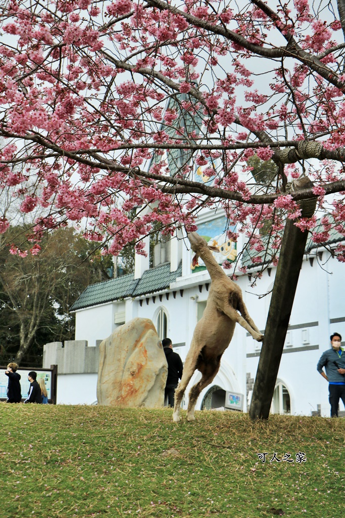 南投清境,南投粉嫩櫻花,南投賞花景點,吉野櫻,清境農場,青青草原