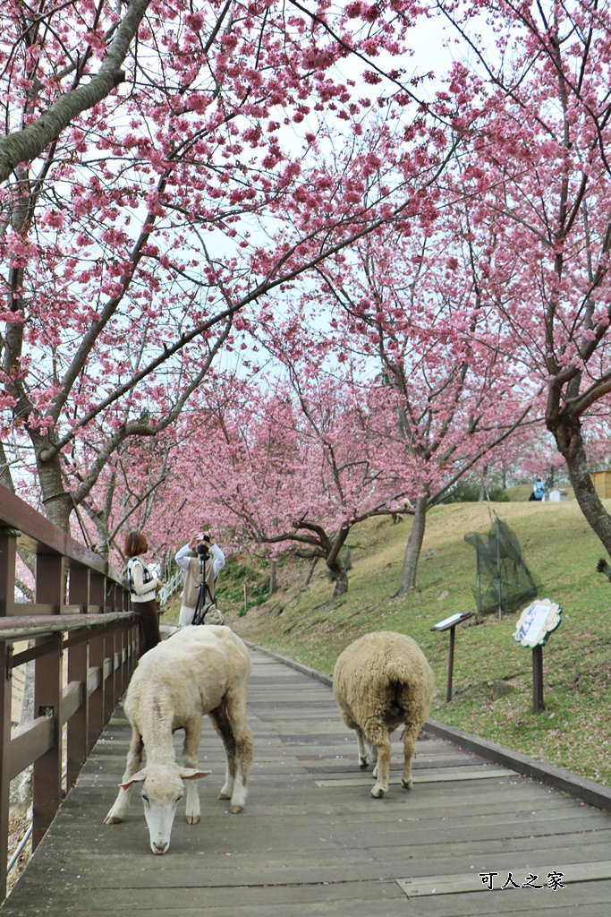 南投清境,南投粉嫩櫻花,南投賞花景點,吉野櫻,清境農場,青青草原