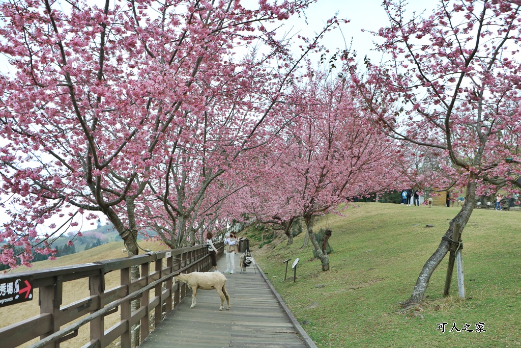 南投清境,南投粉嫩櫻花,南投賞花景點,吉野櫻,清境農場,青青草原