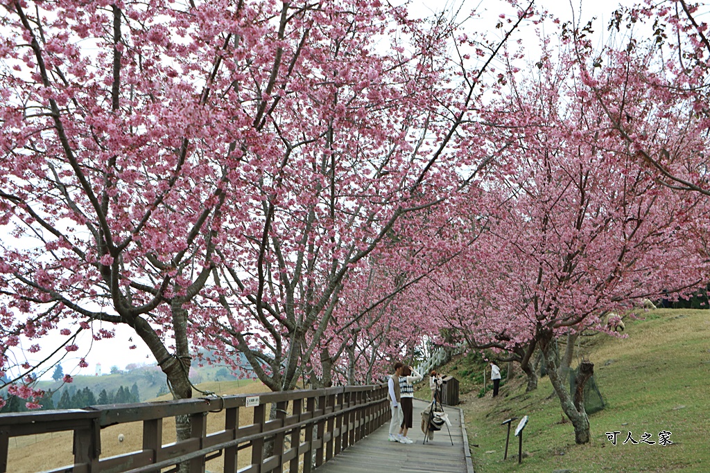 中部賞櫻景點