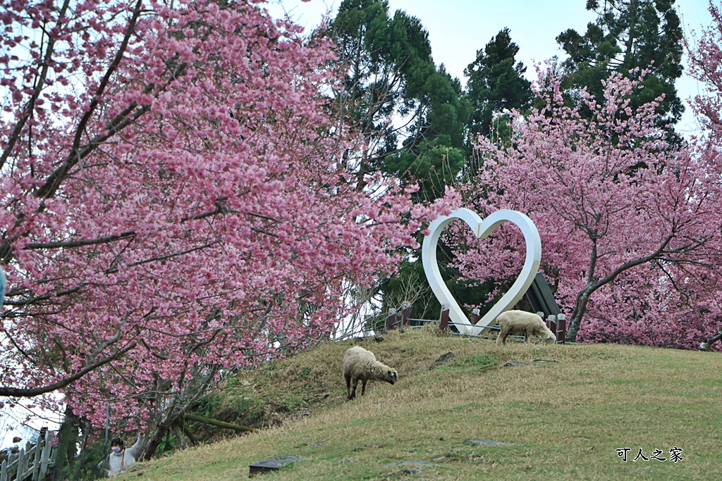 南投清境,南投粉嫩櫻花,南投賞花景點,吉野櫻,清境農場,青青草原