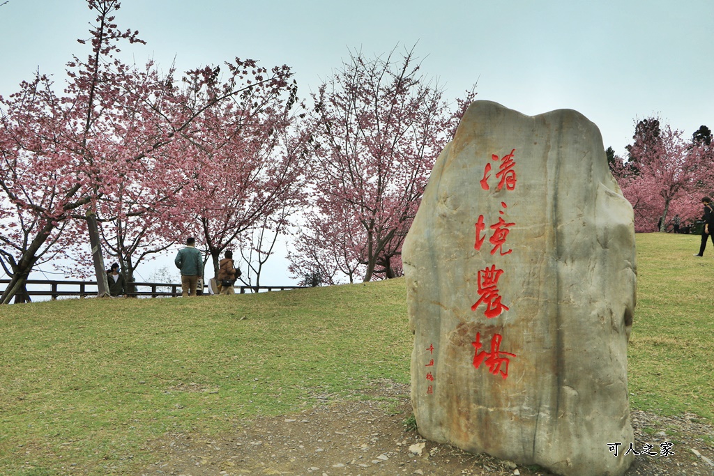 南投清境,南投粉嫩櫻花,南投賞花景點,吉野櫻,清境農場,青青草原