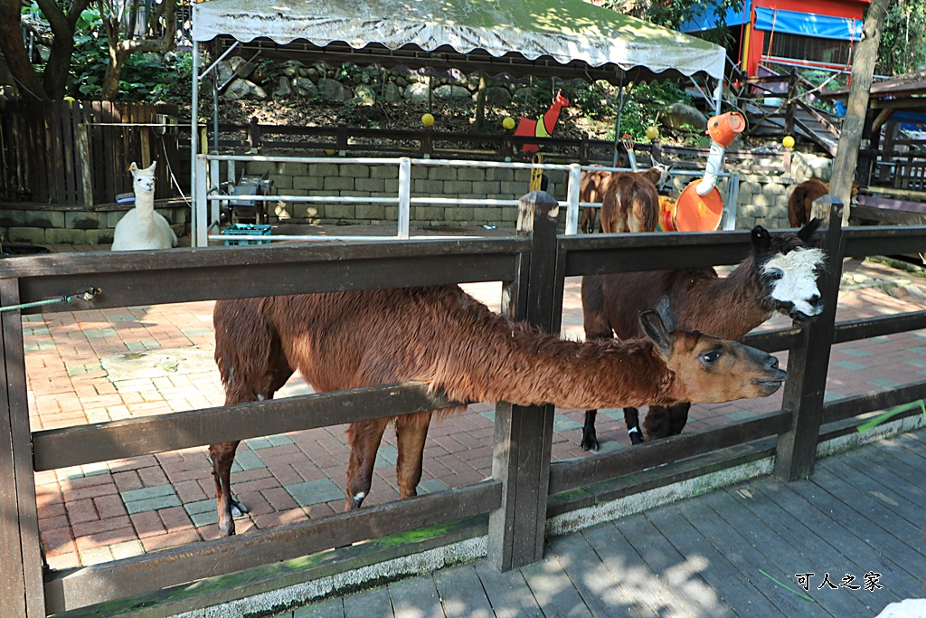 今夜星辰休閒農場,彰化景點,彰化親子景點,彰化餵動物,戶外景點,收費資訊,有停車場