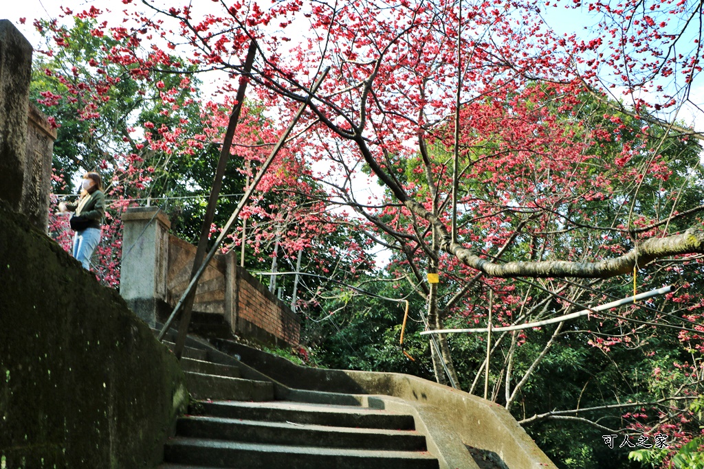 員林古厝賞櫻秘境,湖水里集興宮,百果山賞櫻