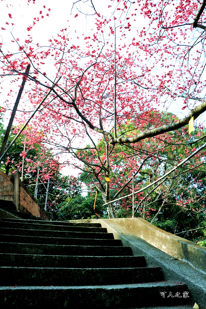 員林古厝賞櫻秘境,湖水里集興宮,百果山賞櫻