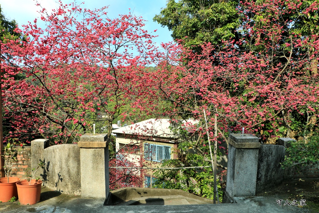 員林古厝賞櫻秘境,湖水里集興宮,百果山賞櫻