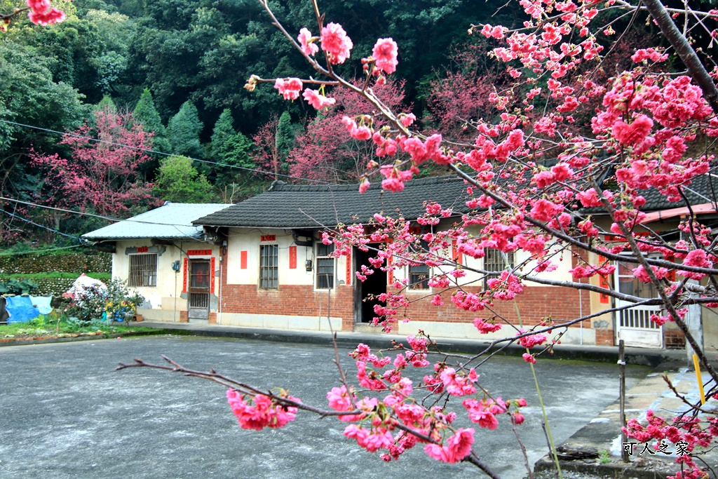 員林古厝賞櫻秘境,湖水里集興宮,百果山賞櫻