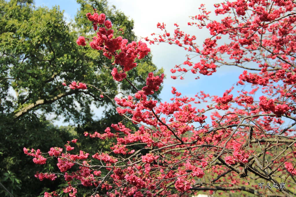 員林古厝賞櫻秘境,湖水里集興宮,百果山賞櫻