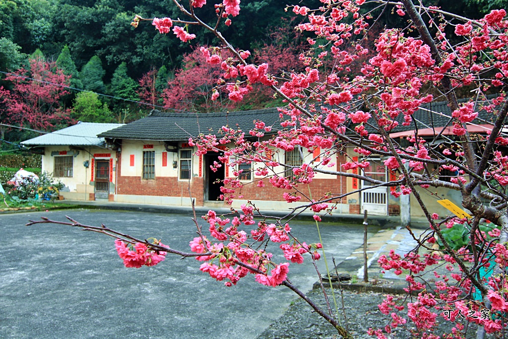 員林古厝賞櫻秘境,湖水里集興宮,百果山賞櫻