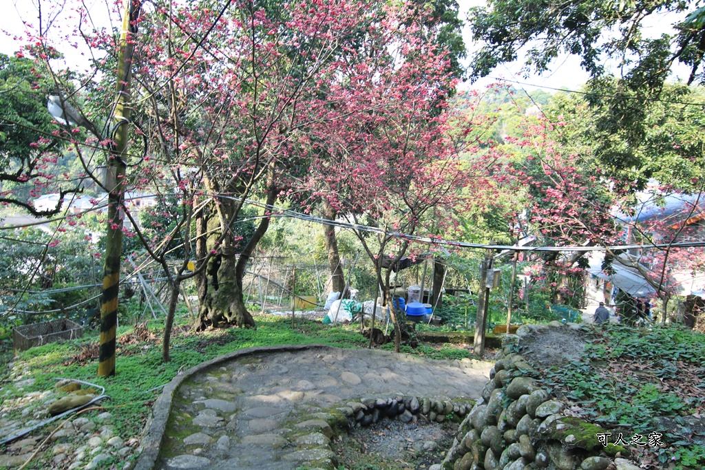 員林古厝賞櫻秘境,湖水里集興宮,百果山賞櫻