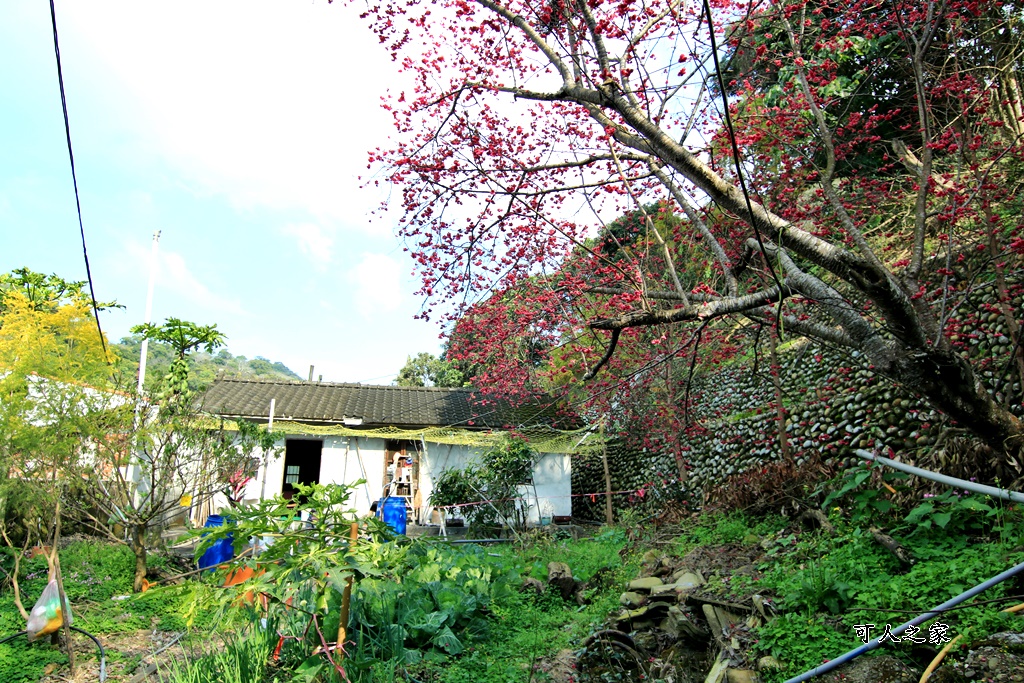 員林古厝賞櫻秘境,湖水里集興宮,百果山賞櫻