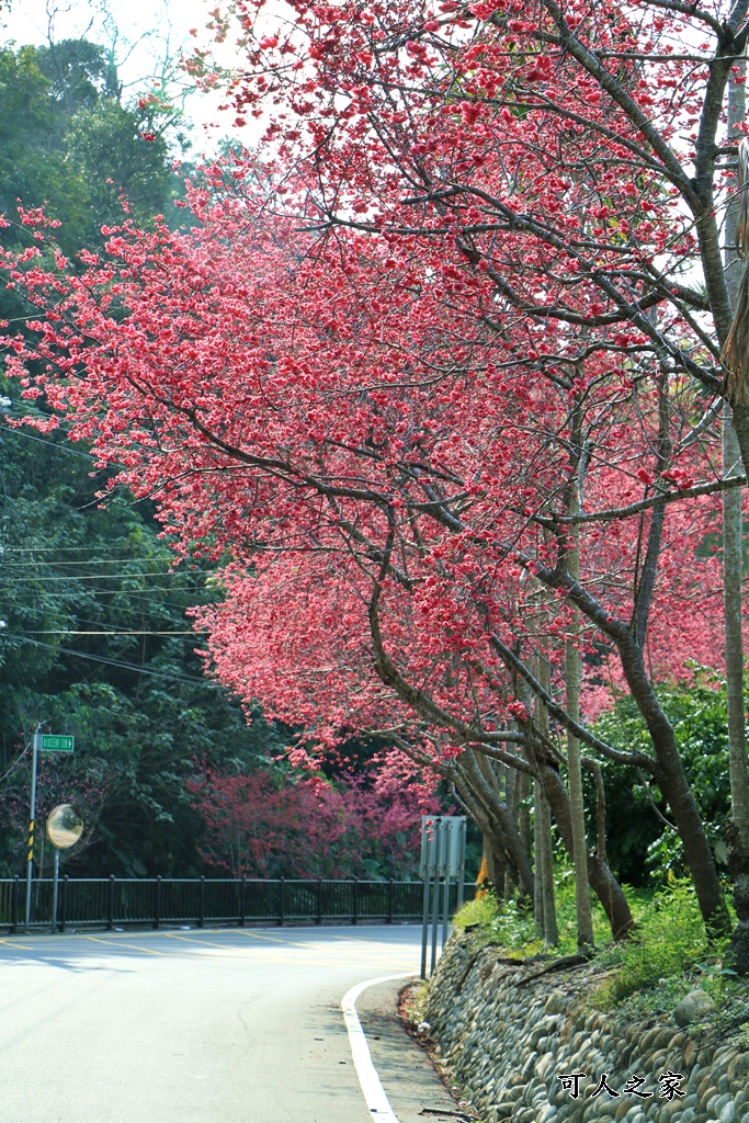 員林古厝賞櫻秘境,湖水里集興宮,百果山賞櫻