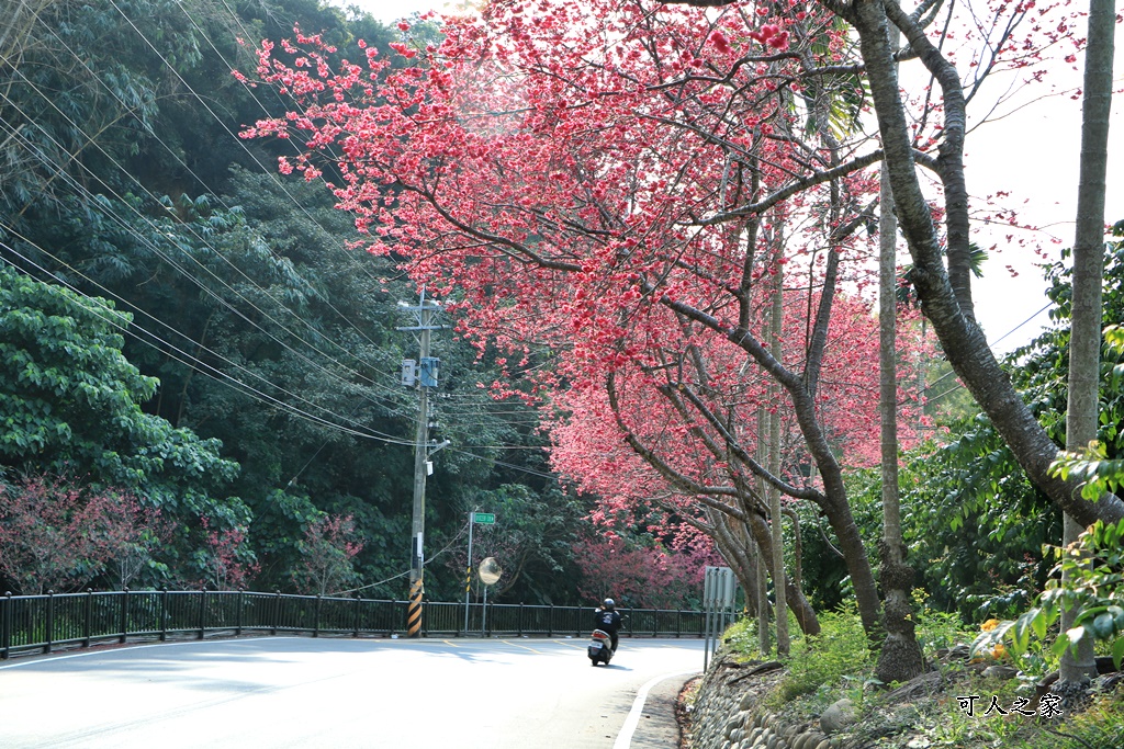 員林古厝賞櫻秘境,湖水里集興宮,百果山賞櫻